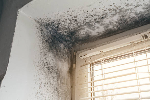 Affordable Black Mold Remediation solutions in Betterton, MD
